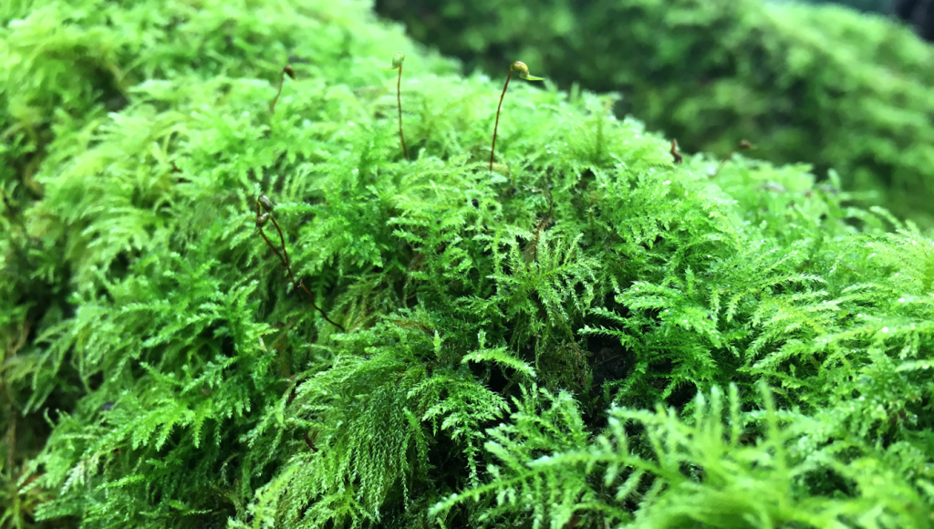 sfeerbeeld met groen mos