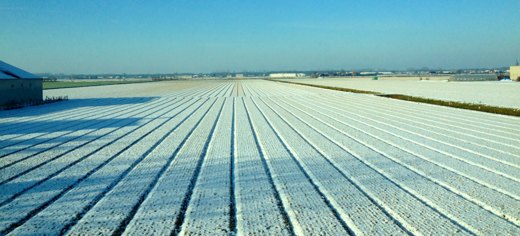 sneeuw op bollenvelden